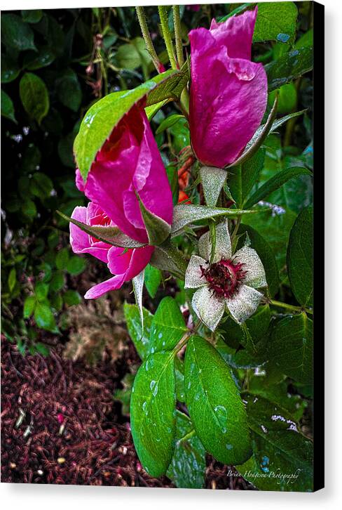 After the rain - Canvas Print