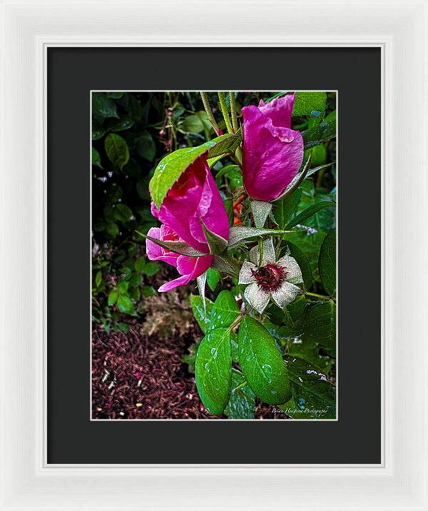 After the rain - Framed Print