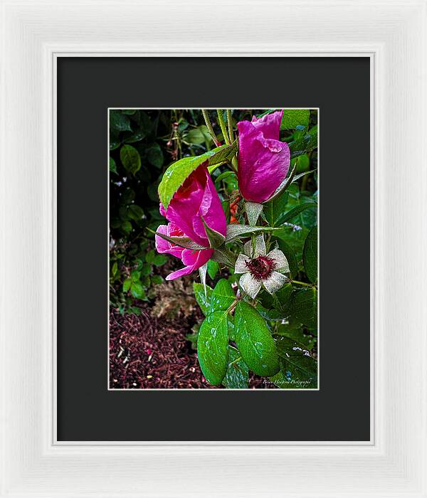 After the rain - Framed Print