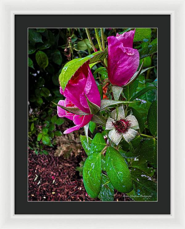 After the rain - Framed Print