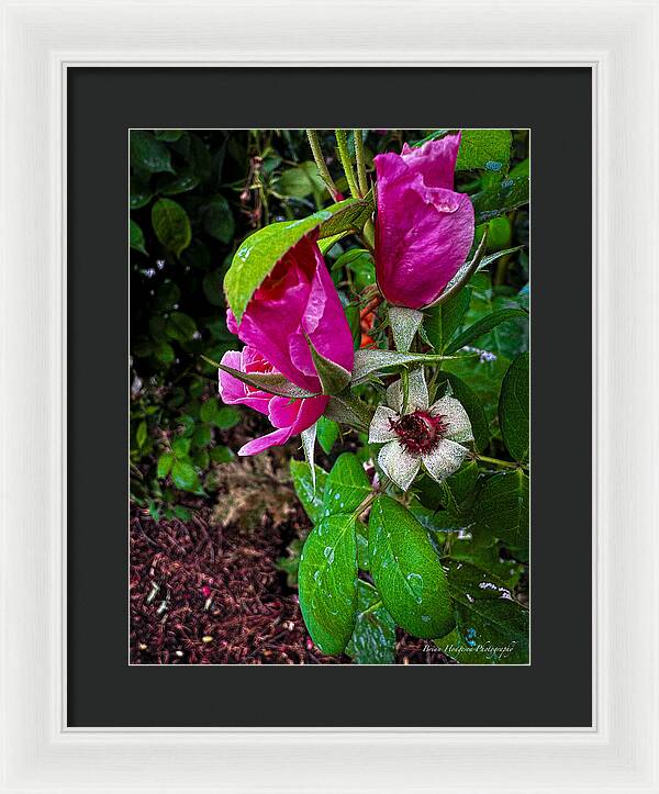 After the rain - Framed Print