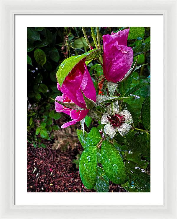 After the rain - Framed Print