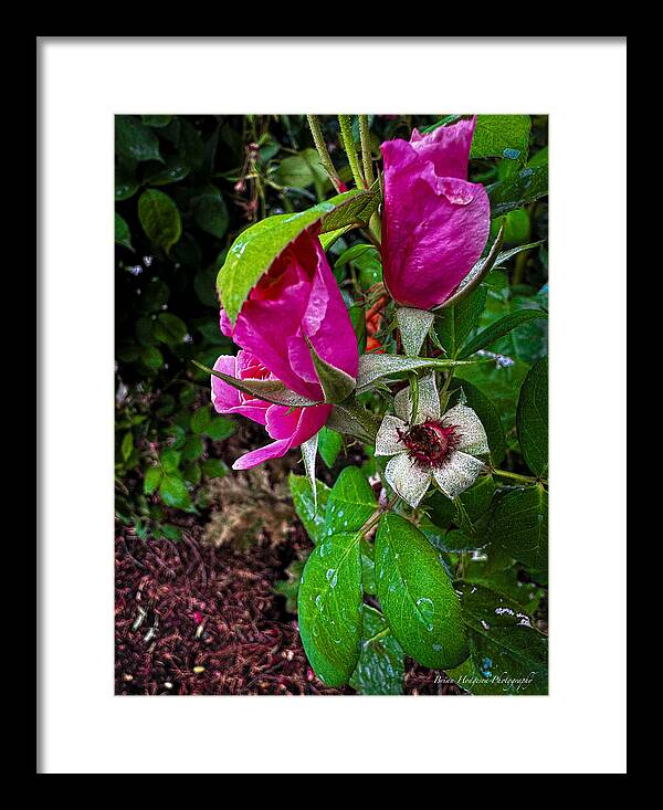 After the rain - Framed Print