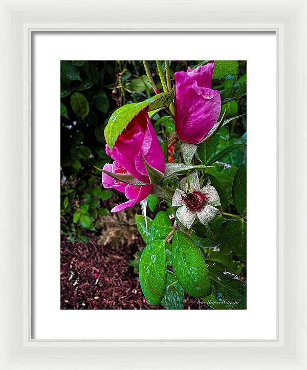 After the rain - Framed Print