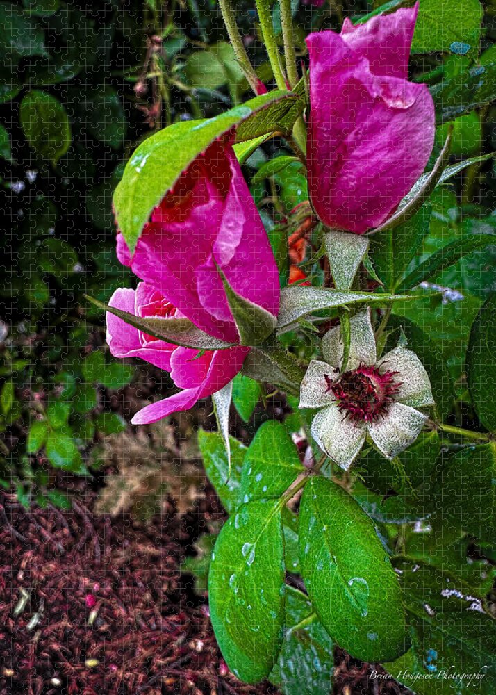 After the rain - Puzzle