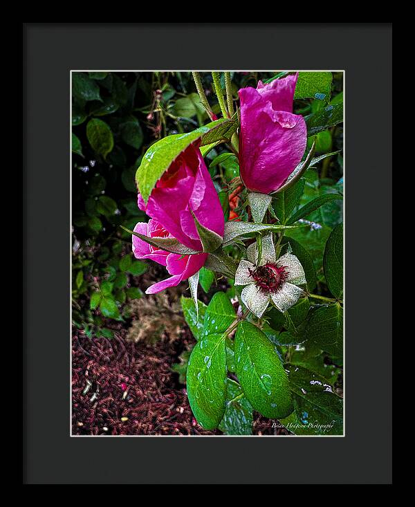 After the rain - Framed Print