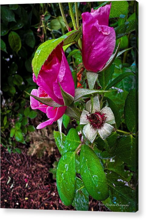 After the rain - Acrylic Print