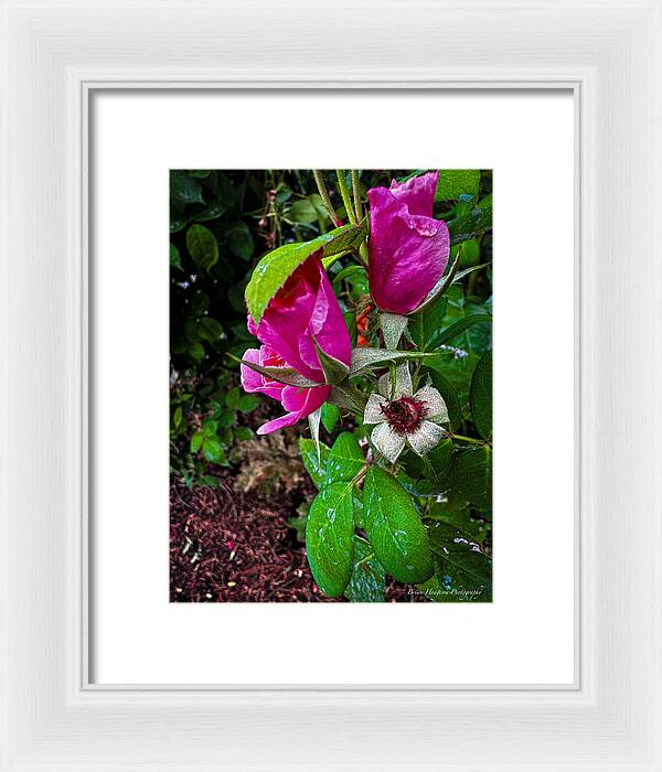 After the rain - Framed Print