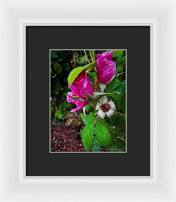 After the rain - Framed Print