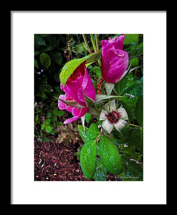 After the rain - Framed Print