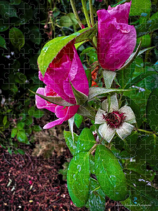 After the rain - Puzzle