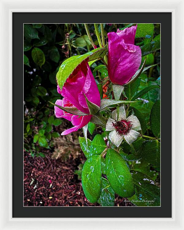 After the rain - Framed Print