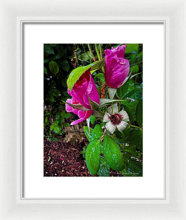 After the rain - Framed Print