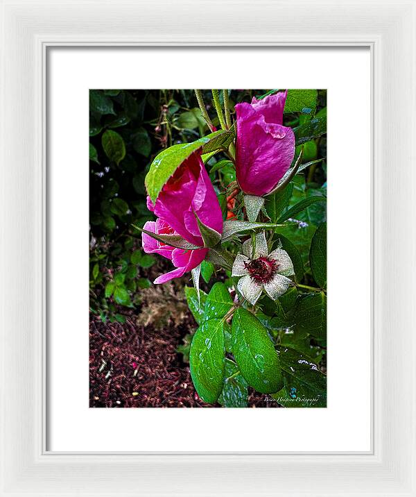 After the rain - Framed Print