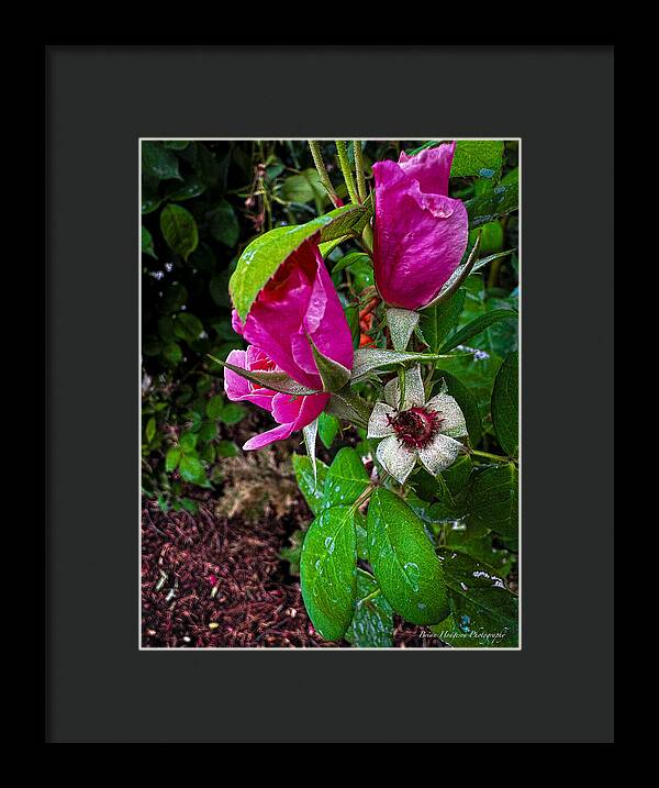 After the rain - Framed Print