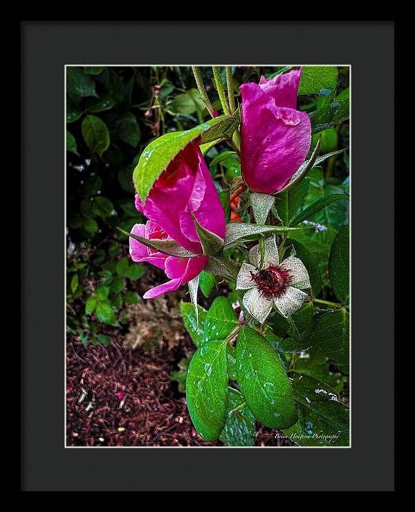 After the rain - Framed Print