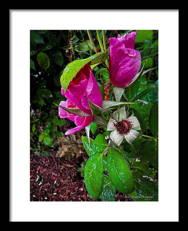 After the rain - Framed Print