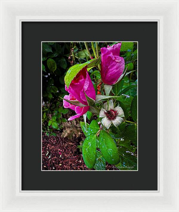 After the rain - Framed Print