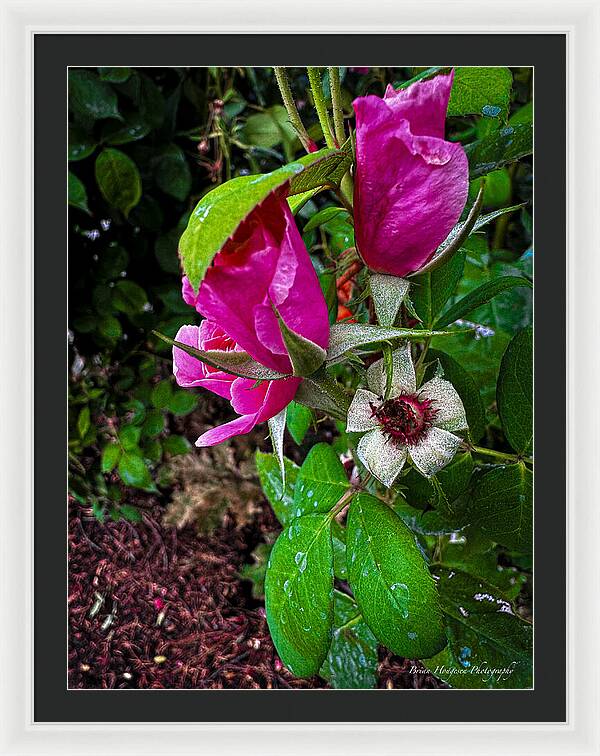 After the rain - Framed Print