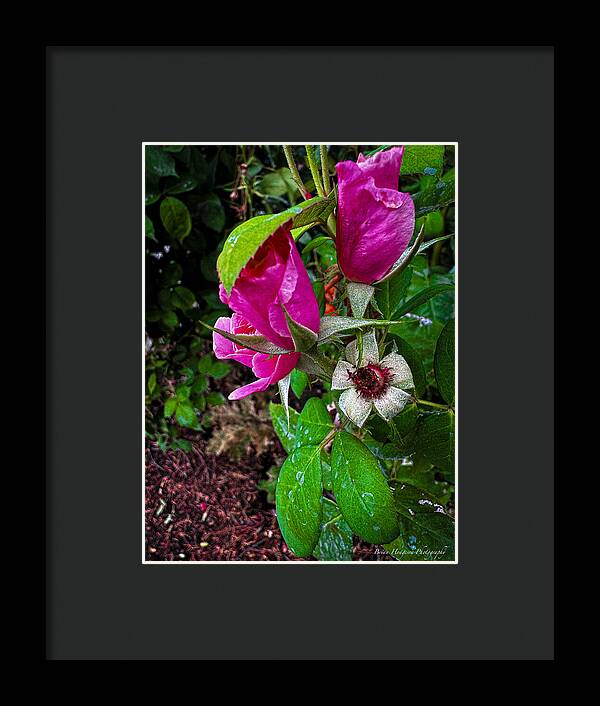 After the rain - Framed Print
