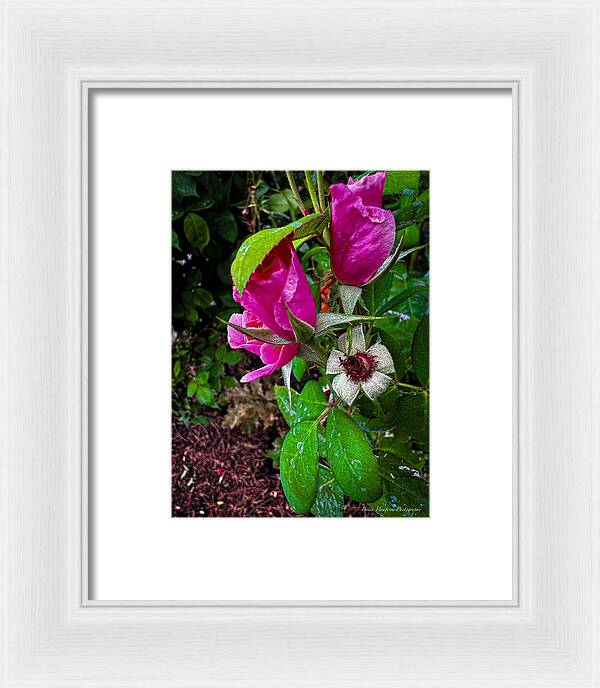 After the rain - Framed Print