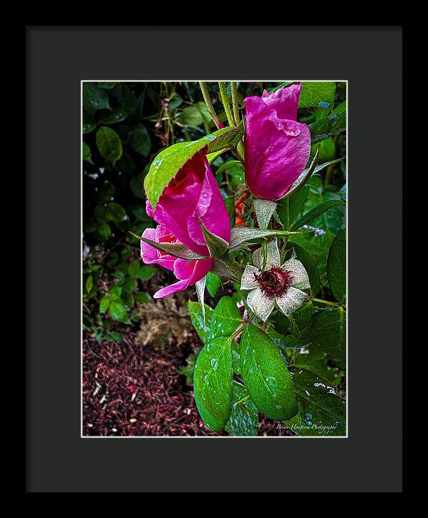 After the rain - Framed Print