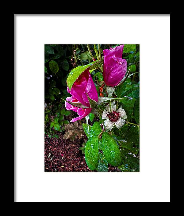 After the rain - Framed Print