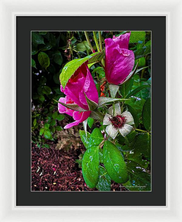 After the rain - Framed Print