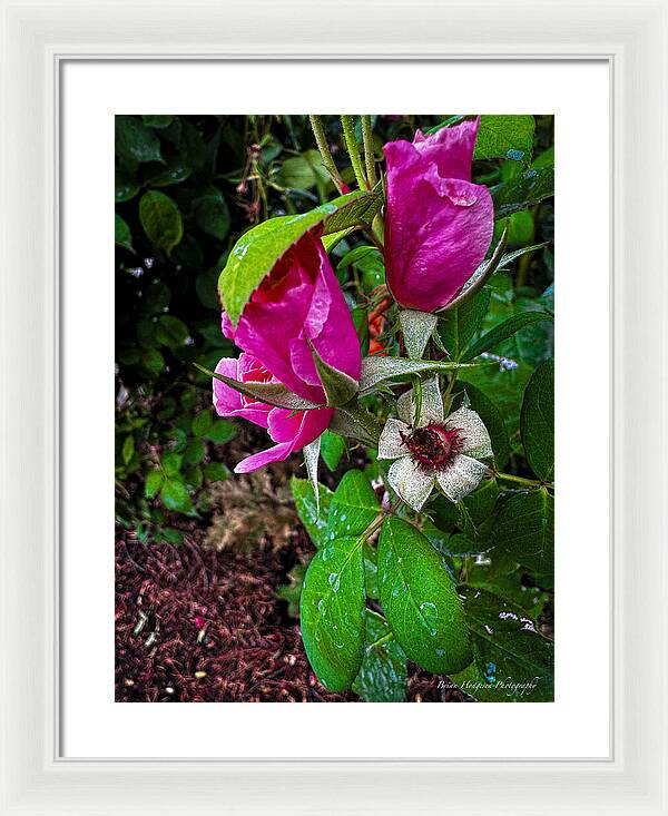 After the rain - Framed Print