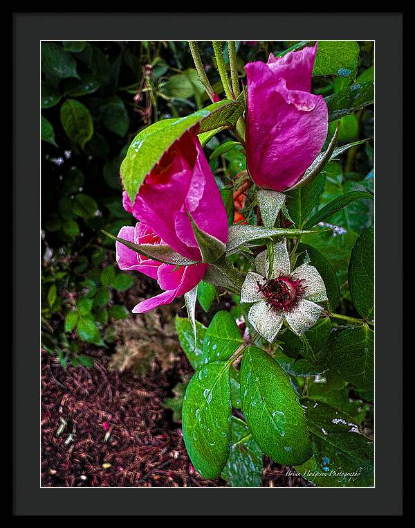 After the rain - Framed Print