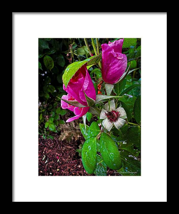 After the rain - Framed Print