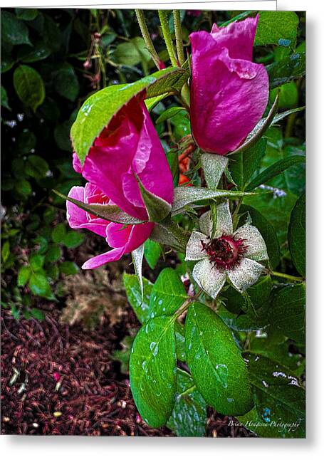 After the rain - Greeting Card