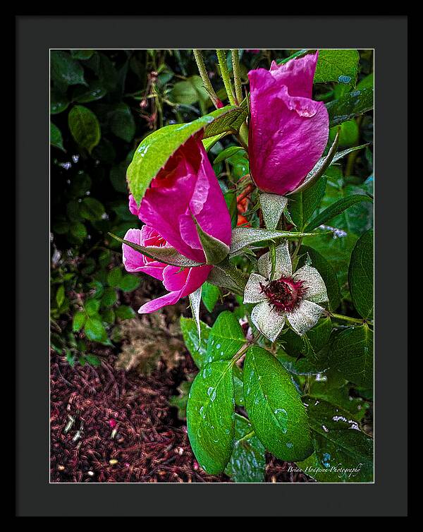 After the rain - Framed Print