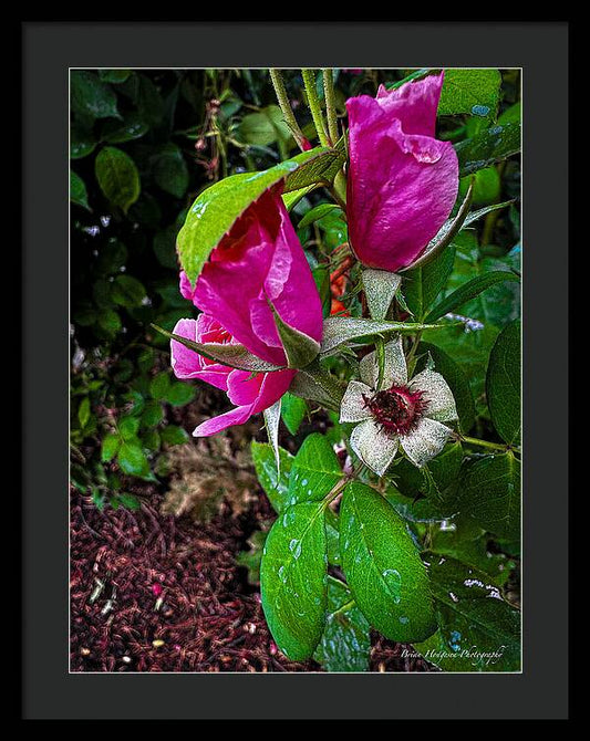 After the rain - Framed Print