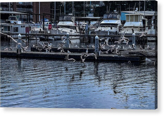 Birds at the Dock - Acrylic Print