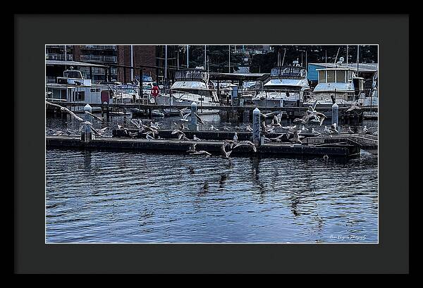 Birds at the Dock - Framed Print