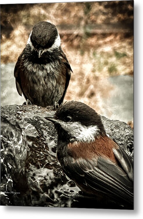 Birds - Metal Print