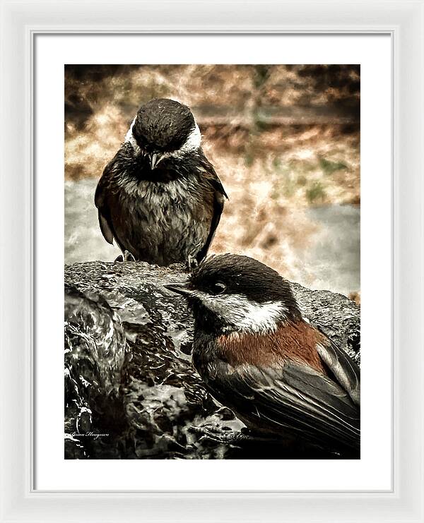 Birds - Framed Print