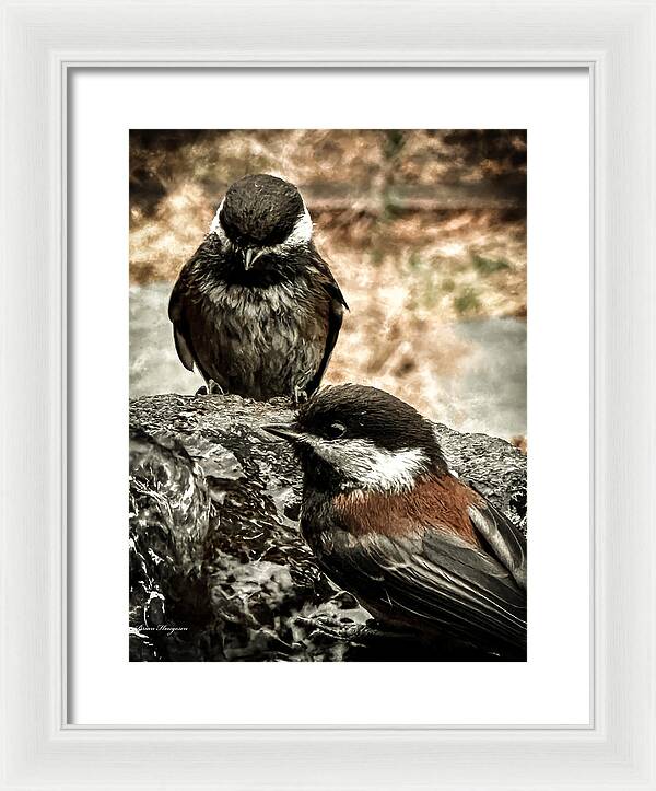 Birds - Framed Print
