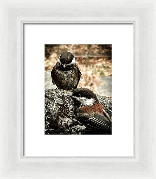 Birds - Framed Print