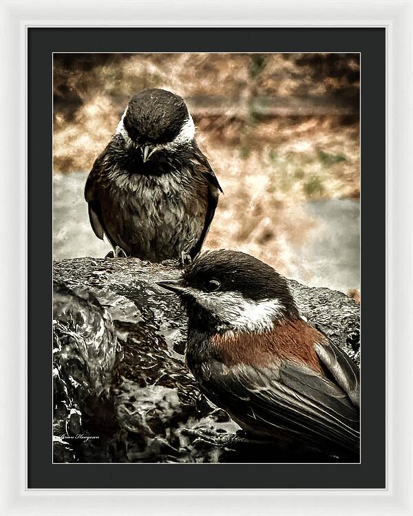 Birds - Framed Print