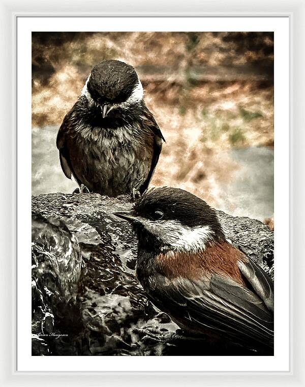 Birds - Framed Print