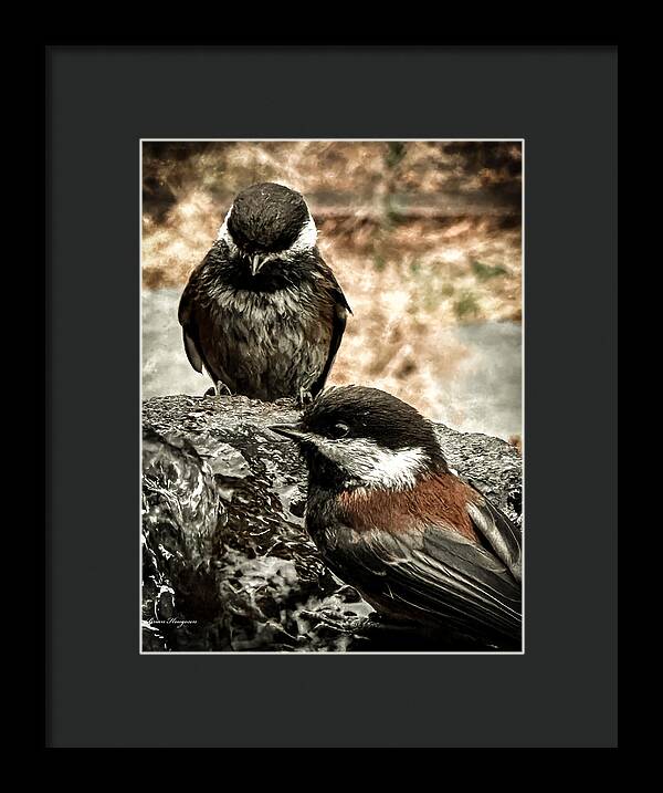 Birds - Framed Print