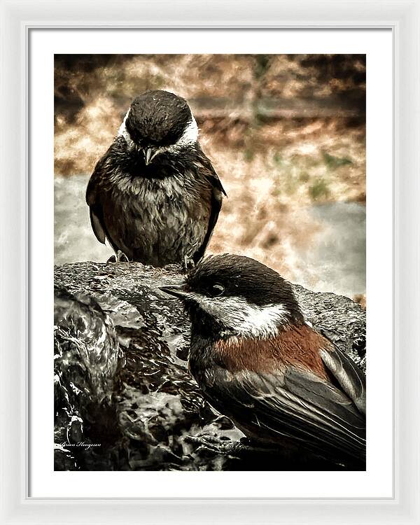 Birds - Framed Print