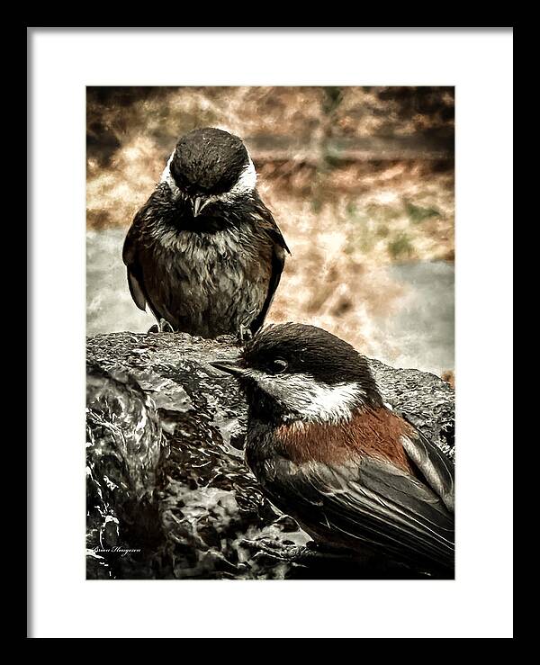 Birds - Framed Print