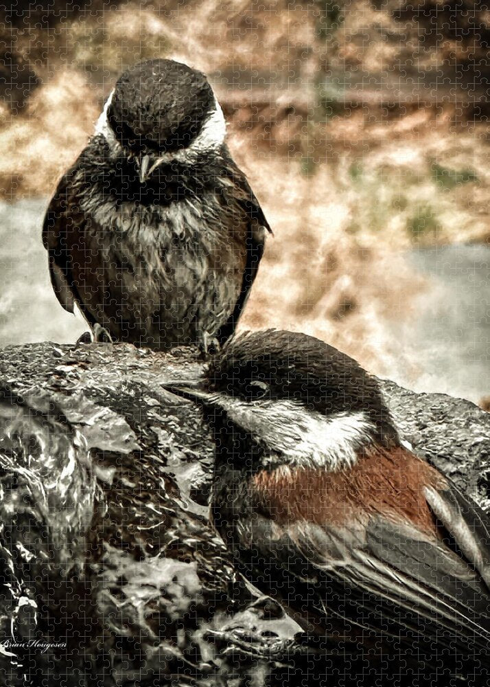 Birds - Puzzle