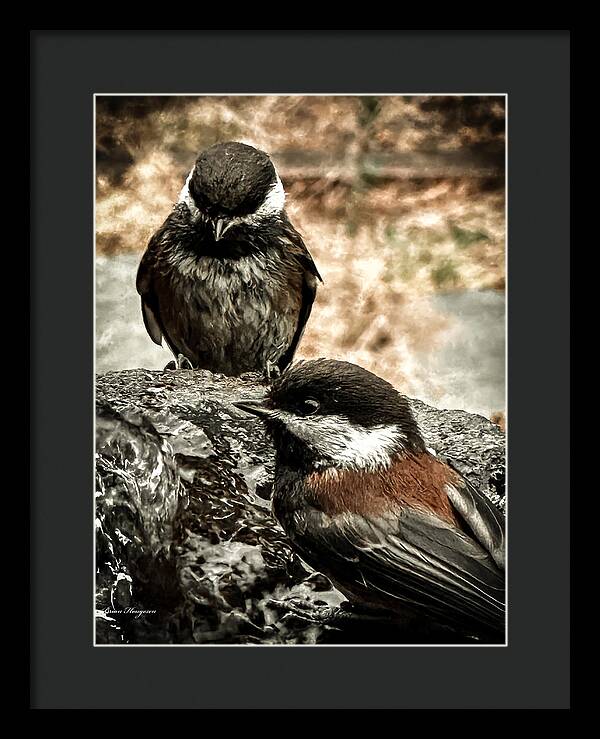 Birds - Framed Print
