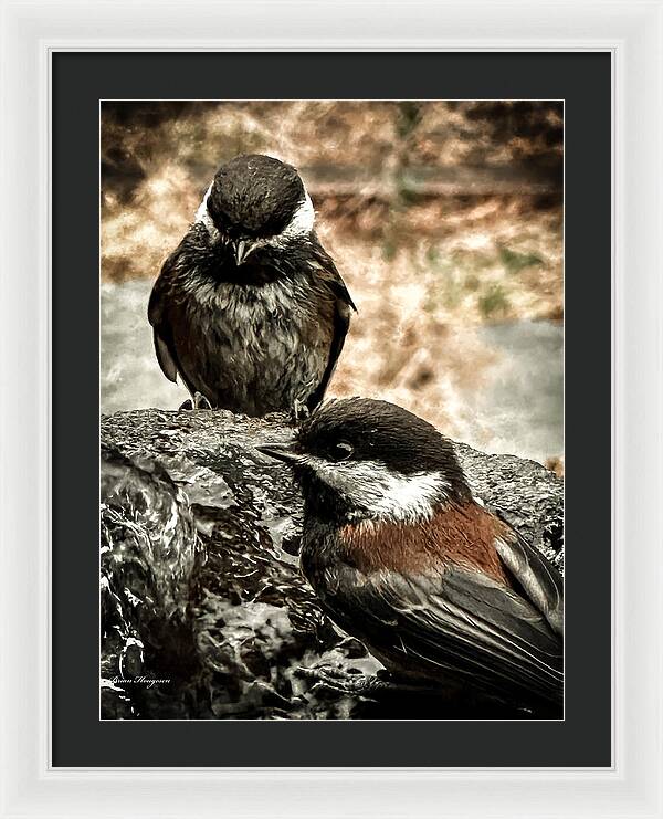 Birds - Framed Print