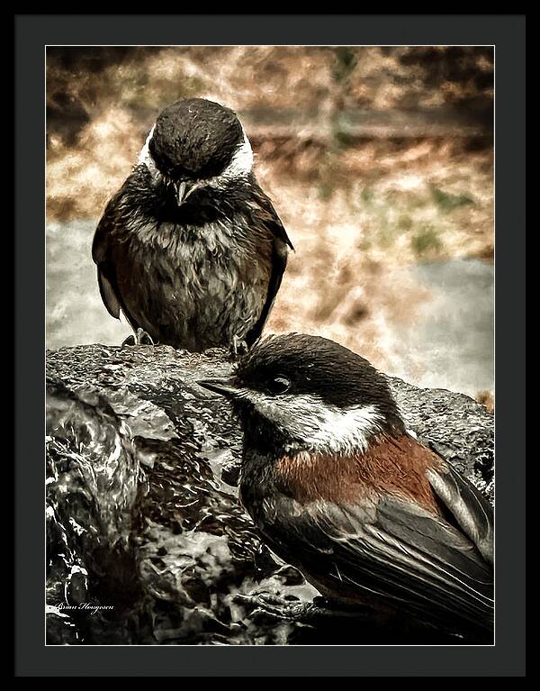 Birds - Framed Print