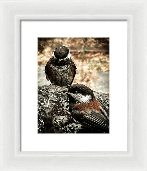 Birds - Framed Print